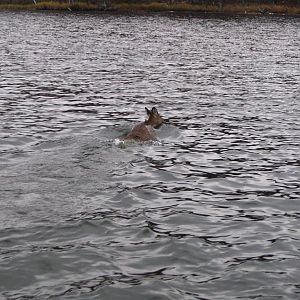 A nice surprise swimming from island to island on the Chippewa Flowage.