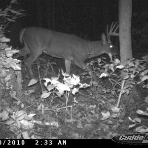 Home Farm Buck!