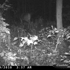 Same guy I believe, "home farm buck"