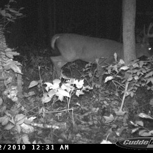 Home Farm Buck