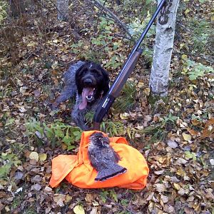 German Wirehair with a ruffed grouse