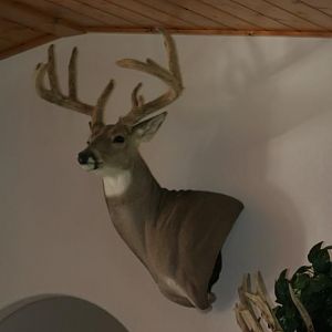 Velvet buck mount