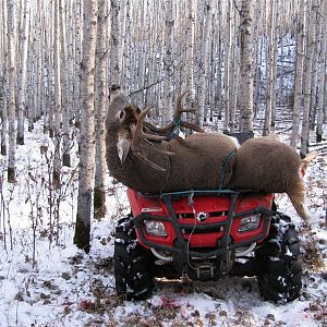 My Alberta buck on the wheeler, took 4 of us to get him up there!
