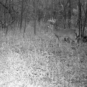 Same buck,he has good potential for sure,just needs time.