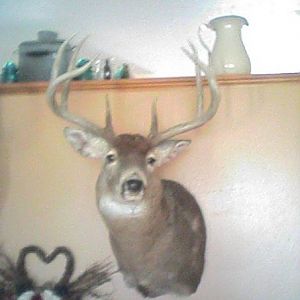 Big 8 point 2004 gun 2 kill